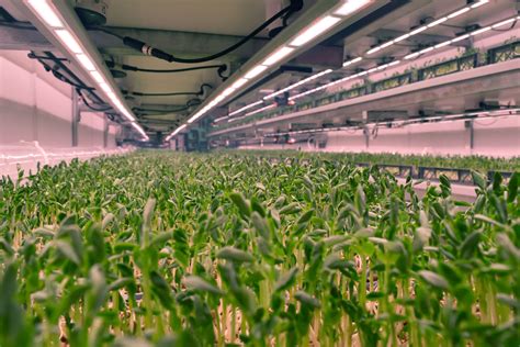 氣耕栽培|Aeroponics